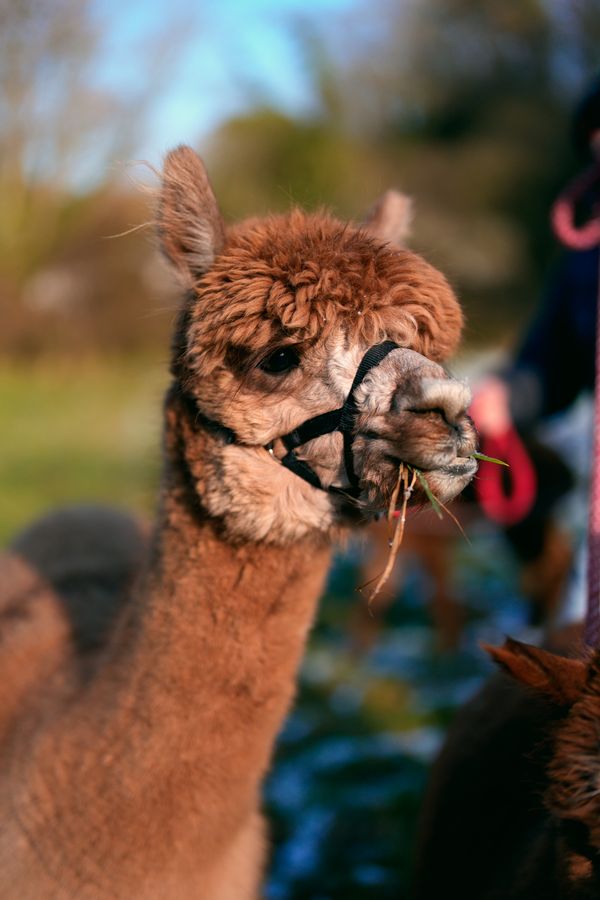 Alpaka mit Patenschaft auf der Flauschfarm
