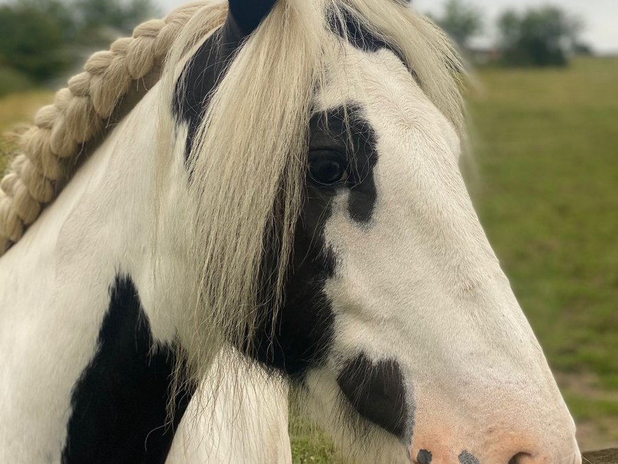 Flocke, das Pferd der Flauschfarm