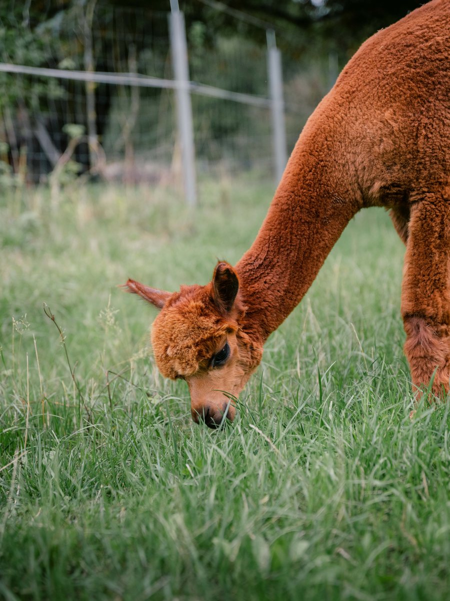 Alpakastute mit ihrem Fohlen auf der Weide der Flauschfarm