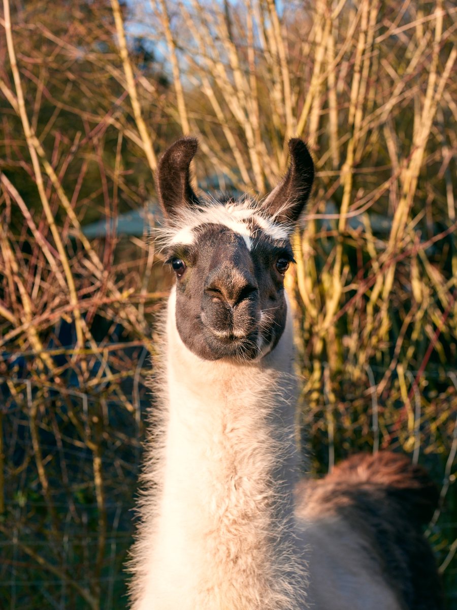 Lama zwischen Sträuchern