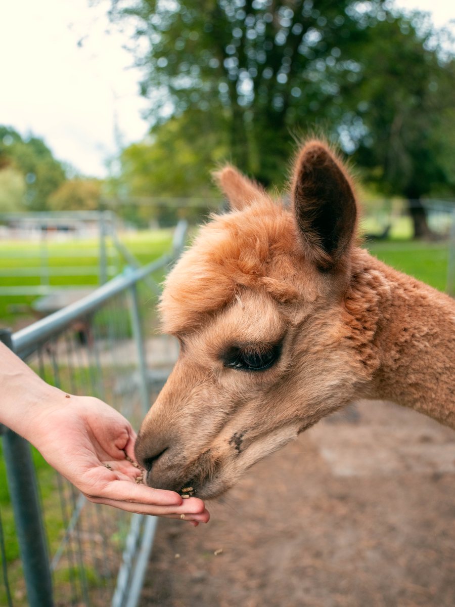 Alpaka frisst aus der Hand