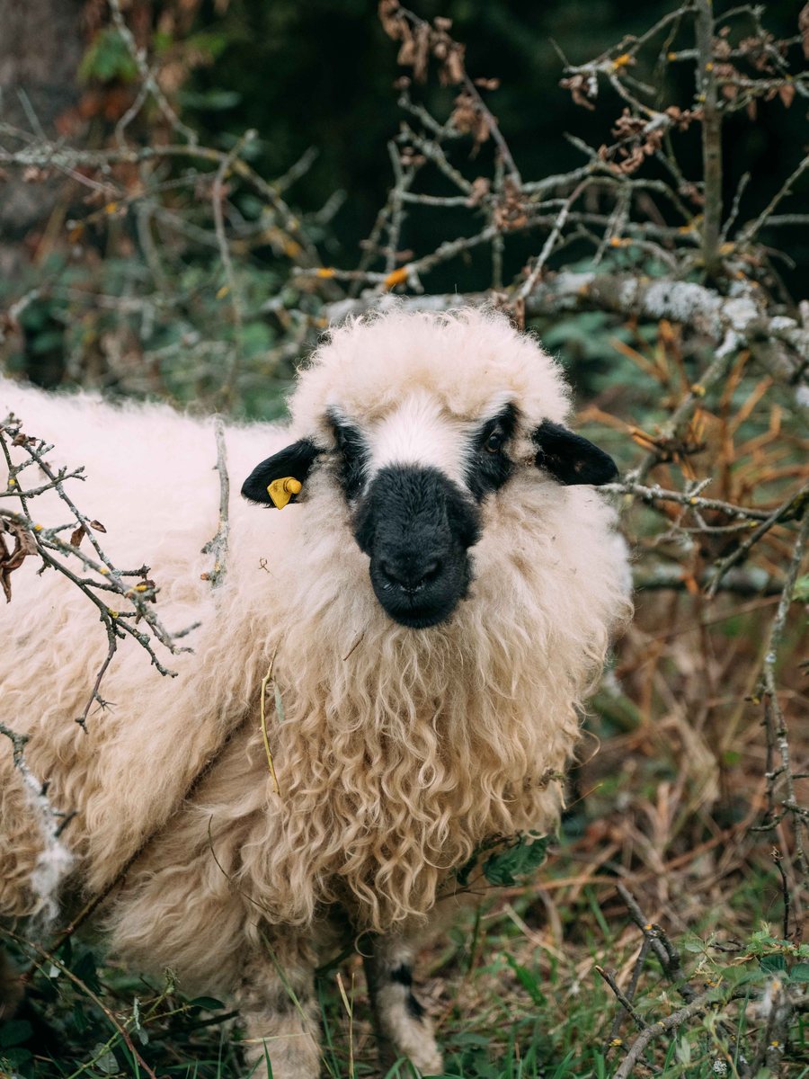 Walliser Schwarznasenschaf auf der Weide