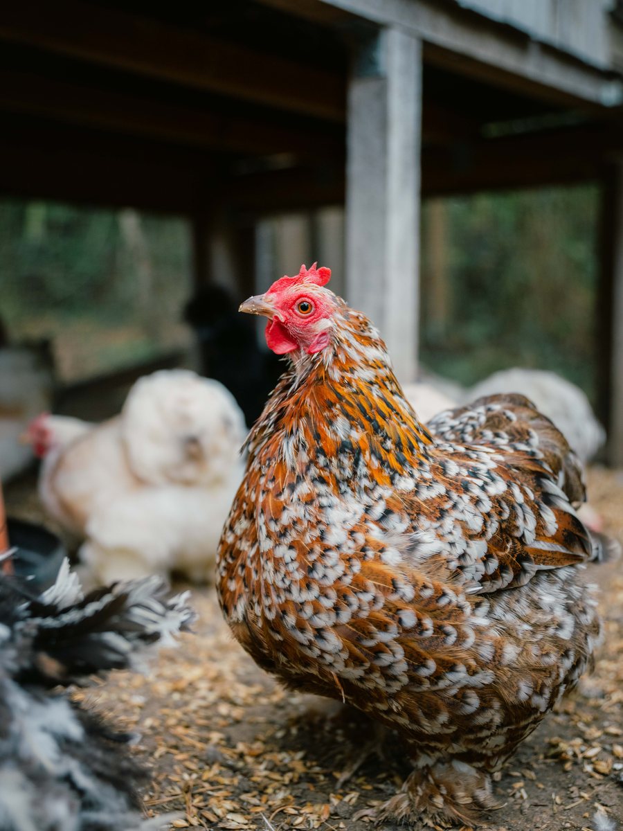 Huhn aus unserer Hühnerschar