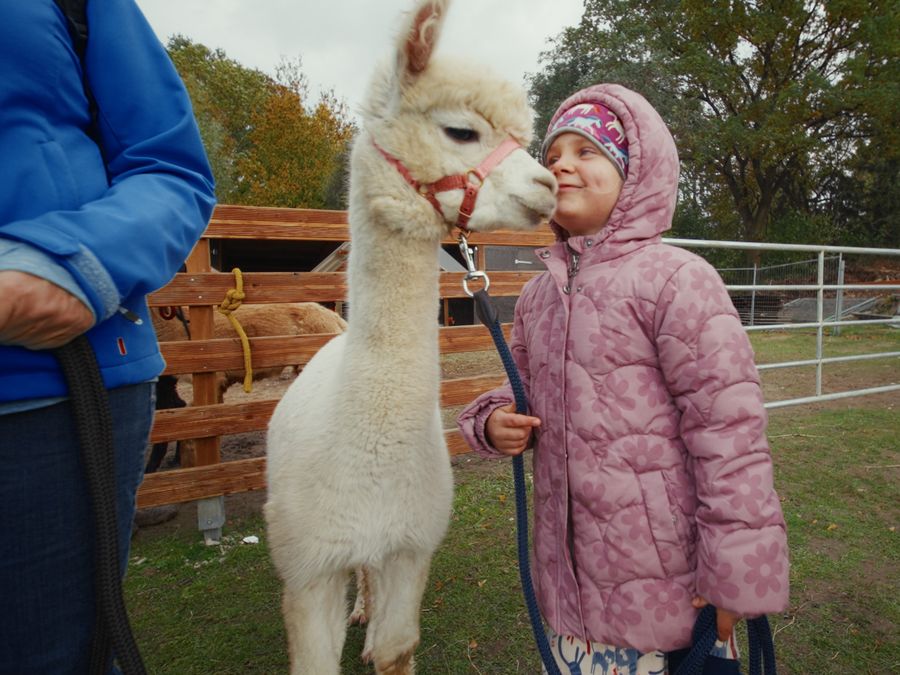 Kind führt ein weißes Alpaka über den Hof der Flauschfarm
