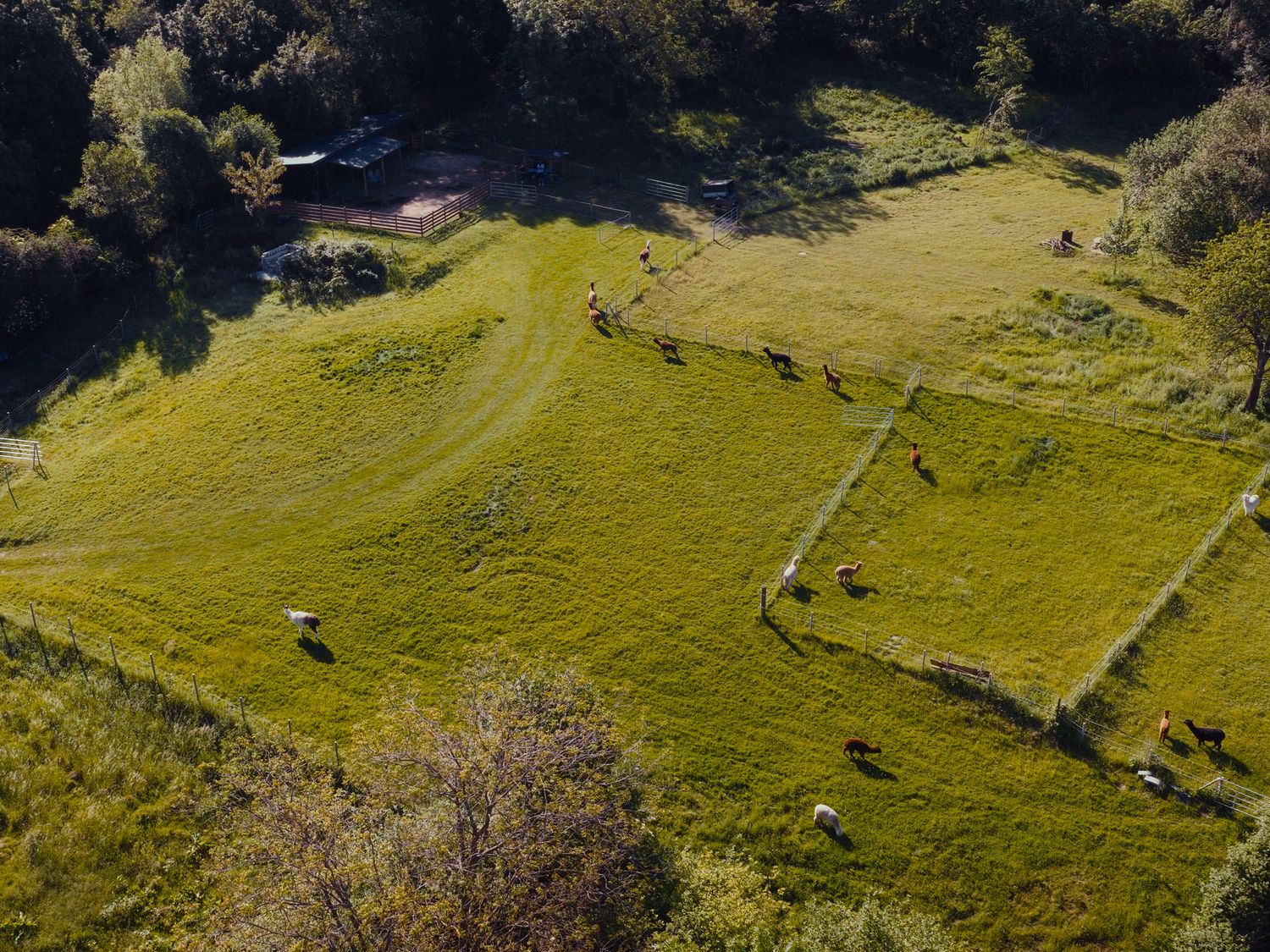Blick von oben auf die Weide der Flauschfarm im Bonner Melbtal