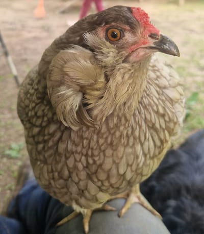 Tiergestützte Therapie